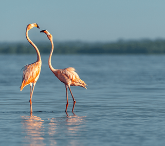 two American flamingos